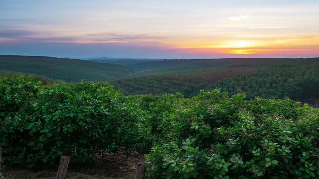 Time lapse: sunset over rubber cashew trees industrial plantation agriculture in Banlung, Ratanakiri, East Cambodia