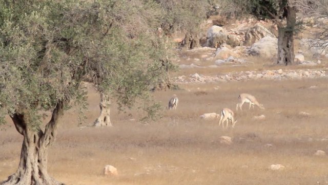 Israeli mountain gazelle near olive tree