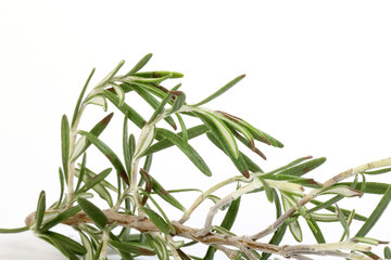 Rosemary Herb green fragrant branch on white background