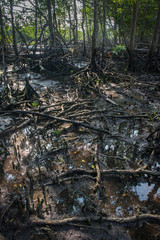 Mangrove forest during low tide