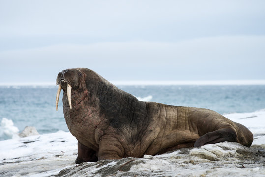 Walrus Svalbard