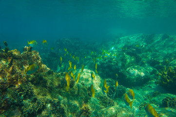 Under water nature of sea life coral reef with fish