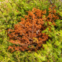 Beautiful combination of plant colors, red and green