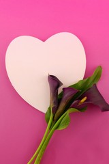 Flower card.Valentine's Day. Card with heart and flowers. Calla flower dark burgundy and pink heart...
