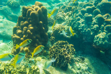 Naklejka na ściany i meble Under water nature of sea life coral reef with fish