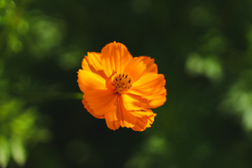 orange flower