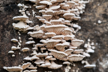White Mushrooms on log