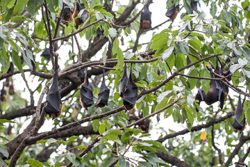 Bat haw sleeping on the tree at daytime