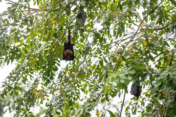 Bat haw sleeping on the tree at daytime