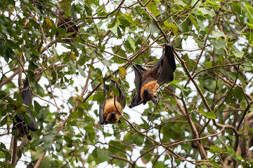 Bat haw sleeping on the tree at daytime