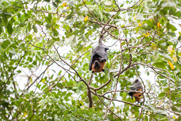 Bat haw sleeping on the tree at daytime