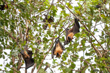 Bat haw sleeping on the tree at daytime