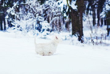 Obraz na płótnie Canvas Dog breed west highland white terrier walking in winter forest, run and play outdoors