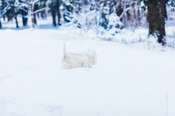 Fototapeta na wymiar white terrier dog walking on snow in winter park