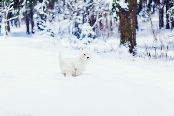 Obraz na płótnie Canvas White puppy walking in the snow 