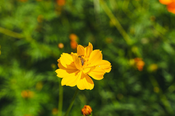 yellow flower on green background