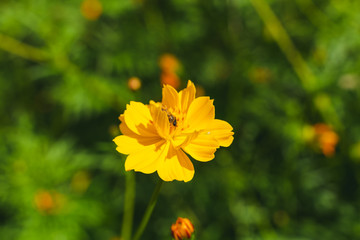 yellow flower in the garden