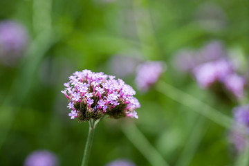 Obraz premium purple Verbena bonariensis, Purpletop Vervain