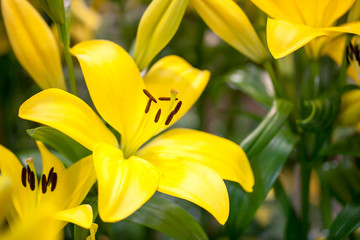 Fototapeta premium Yellow lily flowers
