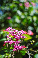 pink flowers blurred background with natural green color
