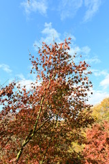 紅葉