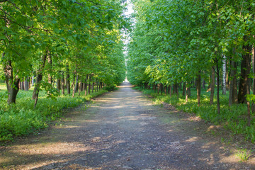 alley in the green forest
