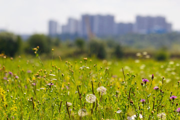 green grass and flowers against the background of the city