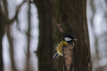 Tit on the winter park. Bird is sitting on the branch.
