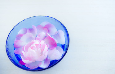 Floating rose flower in a blue glass bowl