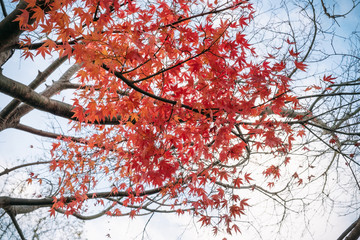 Colorful Maple tree in autumn with blue sky