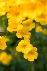 Yellow bell, Yellow elder, Trumpet Bush tree bouquet leaf