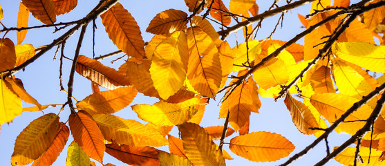 yellow foliage on a sunny day
