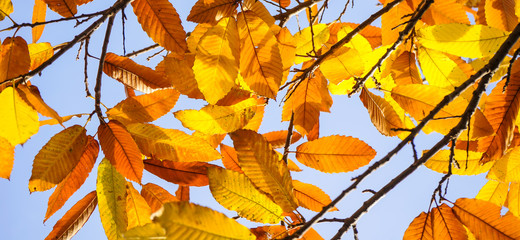 yellow foliage on a sunny day