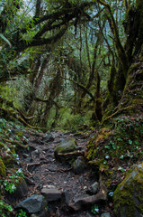 A path in a misty mossy forest, the road to adventure.Forest on the trekking route to Annapurna. Nepal.