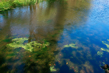 Pond in a meadow with duckweed