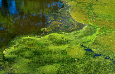 Pond in a meadow with duckweed
