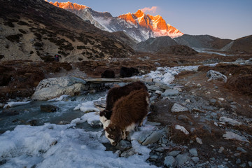 yak calfs and sunset