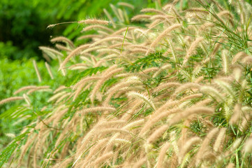 Selective focus of grass flowers with blurred field background in the sunny day
