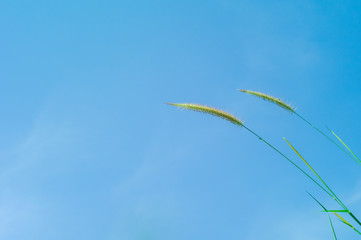 Selective focus of grass flowers with blue sky in background in the sunny day