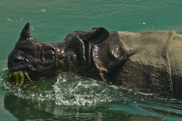 A happy Indian rhinoceros eating grass