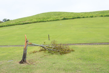 台風による奈良公園の倒木