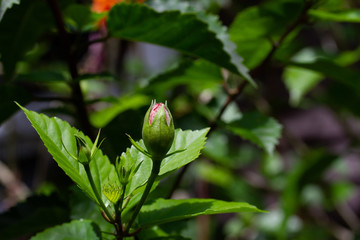 Hibiscus bud