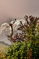 tree and snowy mountain., trekking to the Annapurna
