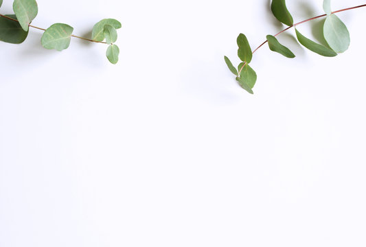 Frame, corner made of green Eucalyptus leaves and branches on white background. Floral composition. Feminine styled stock flat lay image, top view. Copy space.