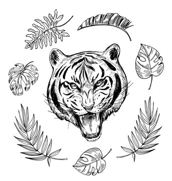 Sketch of angry tiger with tropical leaves. Hand drawn illustration converted to vector