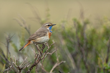 bluethroat sitting on a branch