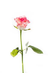 rose isolated flower on white background 