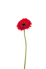 red isolated gerber flower on white background 