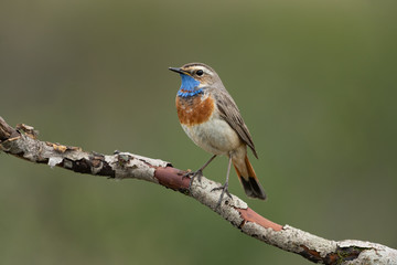 bluethroat sitting on a branch