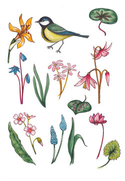 Set of watercolor flowers and bird elements.